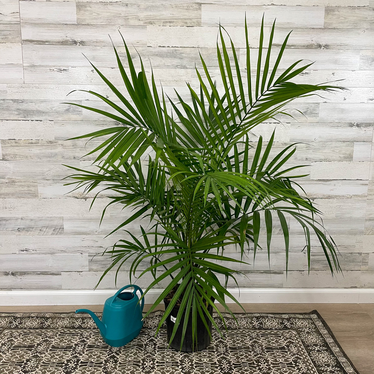 MAJESTY PALM 10